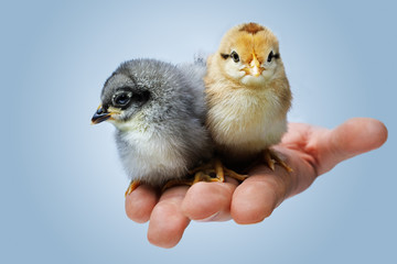 two day-old chicken on a hand