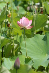 lotus flower