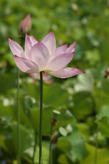Obraz premium lotus flower