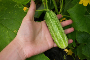 Cucumber in a man's hand 4143