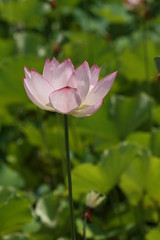 lotus flower