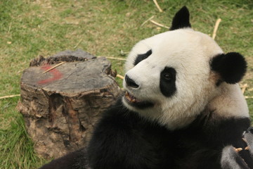 Portrait of giant panda bear, China