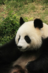 Obraz na płótnie Canvas Portret panda bear, Chiny