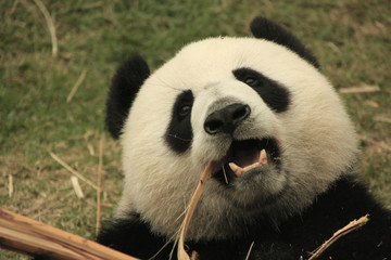 Portrait of giant panda bear eating bamboo, China