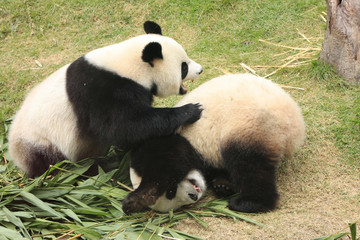 Giant panda bears rolling together, China