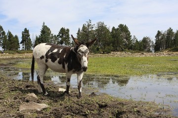 Ane Pie d'Irlande Bourricot