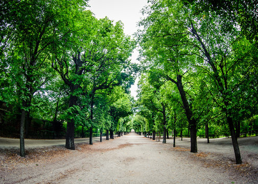 Road through row of green trees in a park