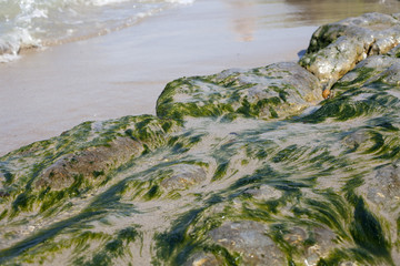 bord de mer algues faune et flore marine