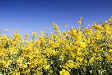 Obraz premium Golden Fields