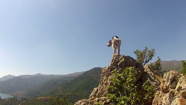 vid&eacute;o chien acrobate