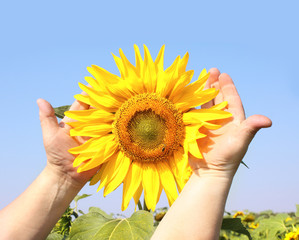 Fototapeta premium Sunflower in hands