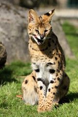Naklejka na ściany i meble serval (Leptailurus serval) 