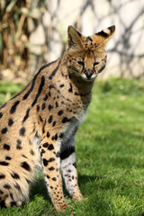 serval (Leptailurus serval) 