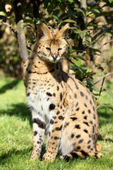 serval (Leptailurus serval) 