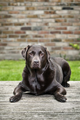 Chocolate Labrador in Garden