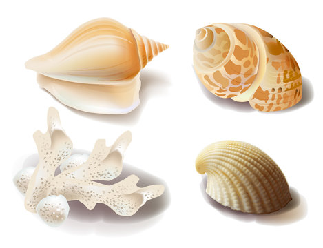 set of seashells and coral