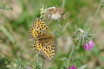 Schmetterling auf dem Monte Baldo 9