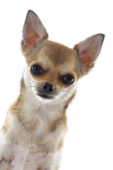 Obraz premium head of chihuahua