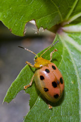 Lady bug