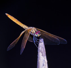Dragonfly on black background