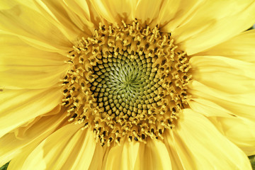 Obraz premium Sunflower