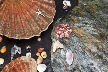 Various seashells on wet stones