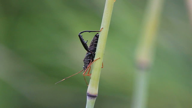 bug on tree