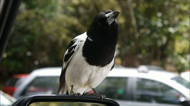 Australischer Butcher Bird
