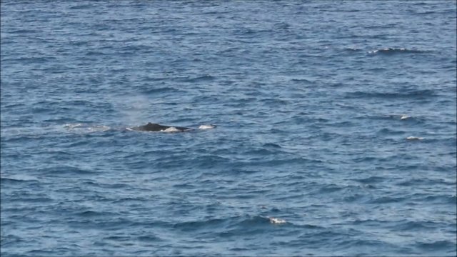 Buckelwale an der Gold Coast