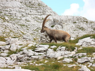Alpensteinbock (Capra ibex)