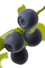 Heidelbeeren