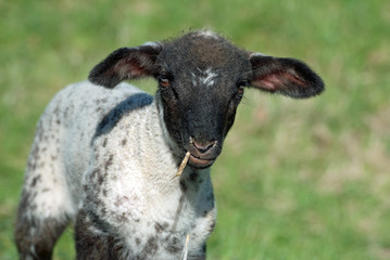Lamm
