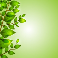 leafy picture