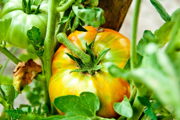 tomato growth