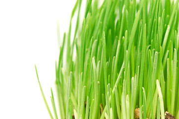 Green grass showing roots