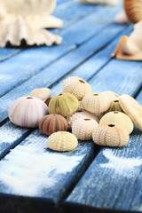Seashells