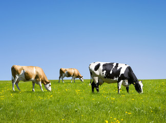 Milchkühe auf der Weide © by-studio