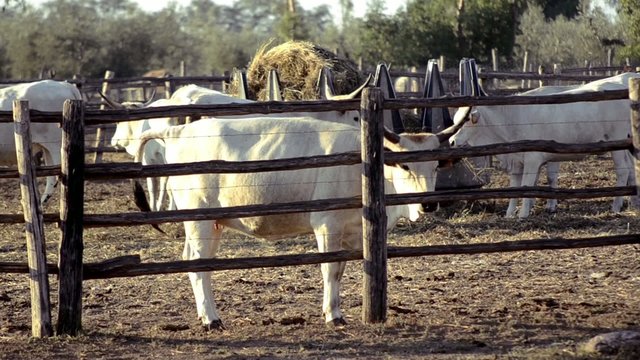 cows from maremma