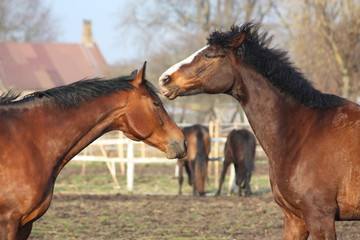 Two bay horses playing