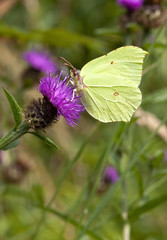 brimstone butterfly on knapweed