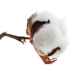 Cotton boll