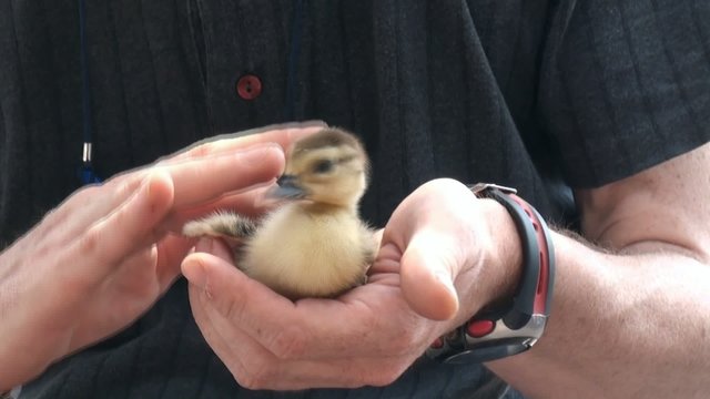 amore per gli animali