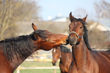 Fototapeta premium Two bay horses playing