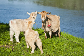 Fototapeta premium Goat with kids