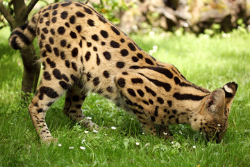 serval (Leptailurus serval) 