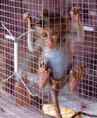 Obraz premium Forlorn pet monkey