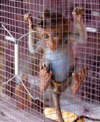 Aluminium Prints Monkey Forlorn pet monkey