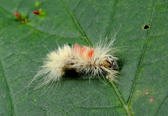 sycamore moth caterpillar