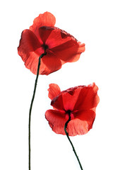 Mohn 2