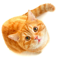 Fototapeta premium Red cat looking up isolated